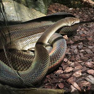 amethystine python 120813