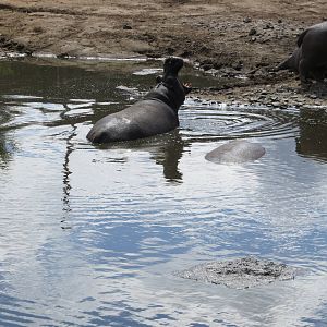 common hippopotamus 120813