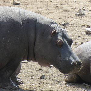 common hippopotamus 120813