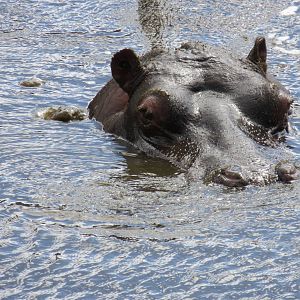 common hippopotamus 120813