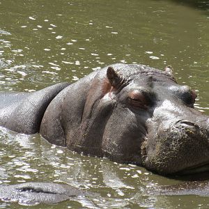 common hippopotamus 120813