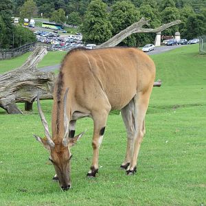eland 120813