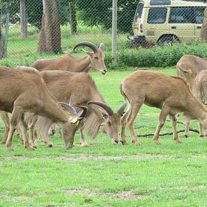 barbary sheep 120813