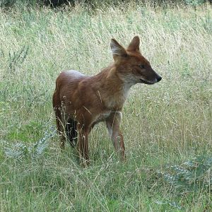 dhole 120813