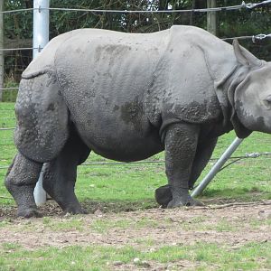 indian rhinoceros 120813