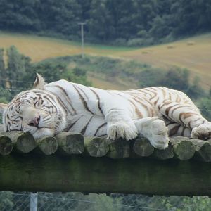white bengal tiger 120813