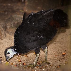 Arfak Brush-turkey (Aepypodius arfakianus arfakianus) July 2010