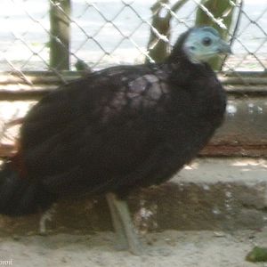 Misool Brush-turkey (Aepypodius arfakianus misoliensis) June 2006