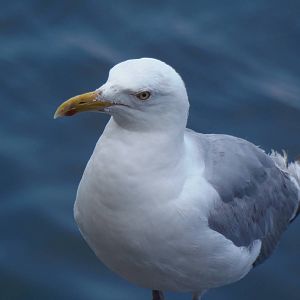 Chatham Pier- Herring Gull