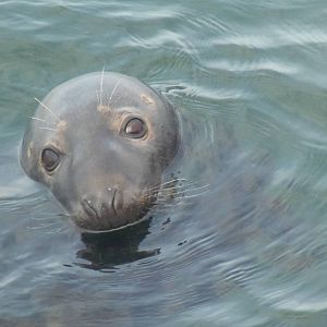 Chatham Pier- Grey Seal