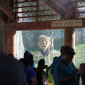 lion watching people