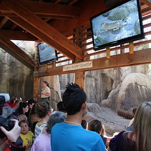 cheetah training demo