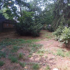 WOLF-Mexican Wolf Exhibit