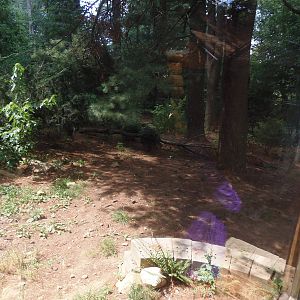 WOLF- Mexican Wolf Exhibit