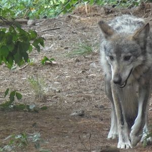 WOLF- Mexican Wolf