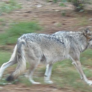 WOLF- Mexican Wolf on the Move