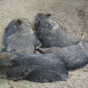 Pile-O-Peccaries