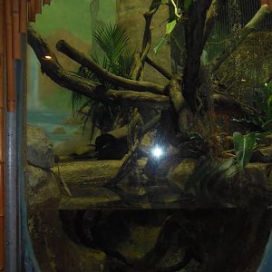 South American Rainforest- Boa Constrictor Exhibit