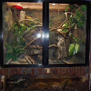 South American Rainforest- Tree Boa/Juvenile Caiman Exhibit