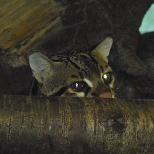 South American Rainforest- Peeking Ocelot