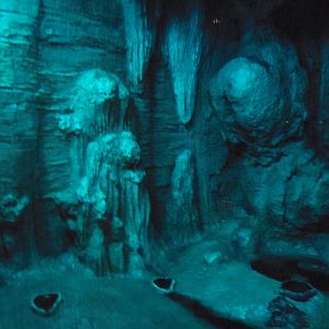 South American Rainforest- Common Vampire Bat Exhibit