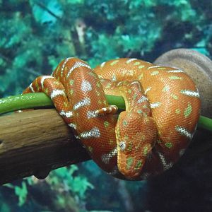 South American Rainforest- Juvenile Emerald Tree Boa
