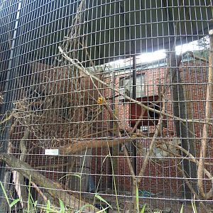 South American Rainforest- Outdoor Howler Monkey Exhibit
