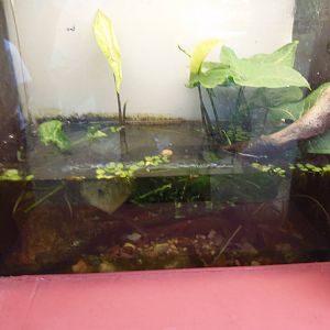 Bug House- Ferocious Water Bug Terrarium