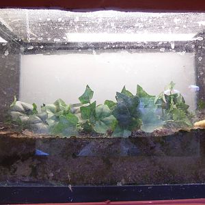 Bug House- Madagascar Hissing Cockroach Terrarium