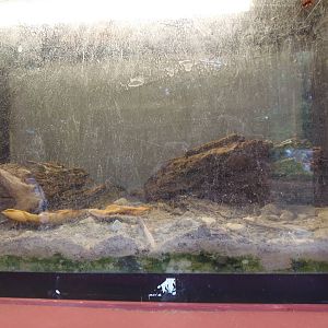 Bug House- Desert Millipede Terrarium