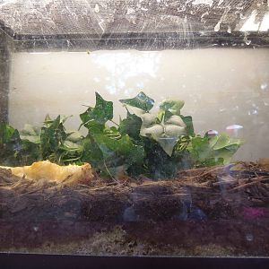 Bug House- Trinidad Cave Cockroach Terrarium