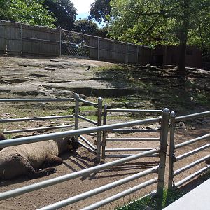 New England Farmyard- Cotswold Sheep Exhibit