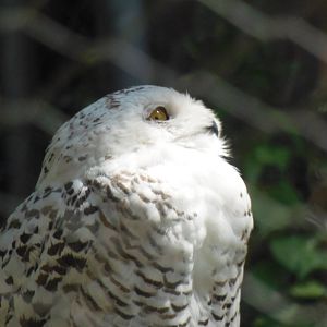 New England Farmyard- Snowy Owl Close-Up