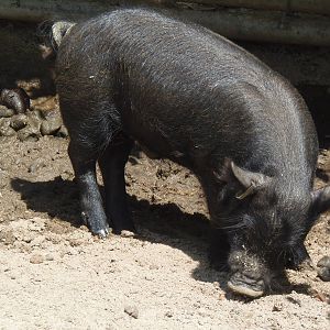 New England Farmyard- Guinea Hog Juvenile