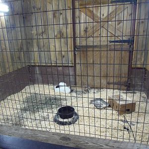 New England Farmyard- Domestic Rabbit Exhibit