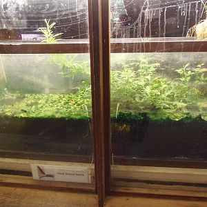 New England Farmyard- Striped Newt Tank