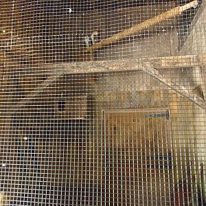 New England Farmyard- Barn Owl Exhibit