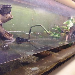 Reptiles of Connecticut- American Bullfrog/Spotted Turtle Exhibit
