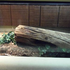 Reptiles of Connecticut- Eastern Milksnake Exhibit