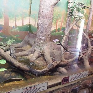 Reptiles of Connecticut- Rat Snake/Box Turtle/Wood Turtle Exhibit