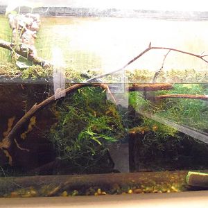 Reptiles of Connecticut- Gray Treefrog/Eastern Newt Exhibit