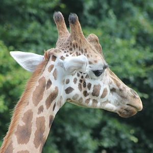 Kordofan giraffe