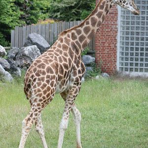Kordofan giraffe