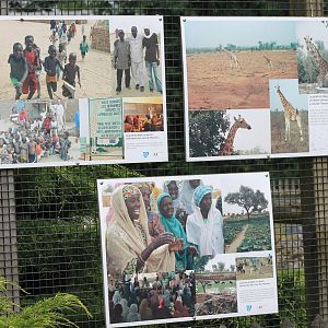 Information panels about the Giraffes