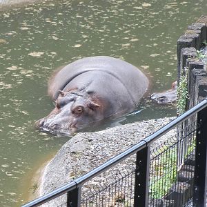 Hippo