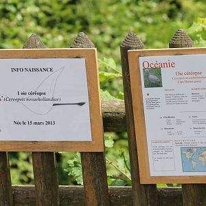 Birth-sign Cape Barren goose