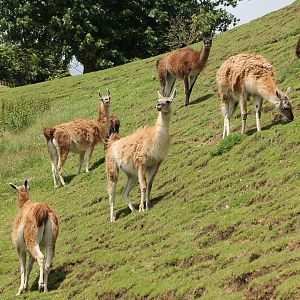 Guanacos