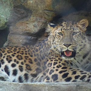 Predators- New Amur Leopard