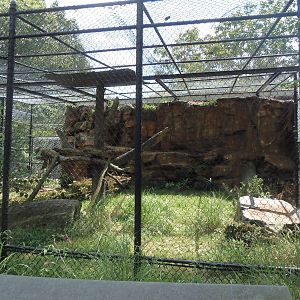Predators- New Amur Leopard Exhibit