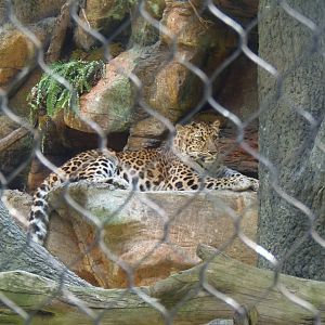 Predators- Sofiya on the Rocks